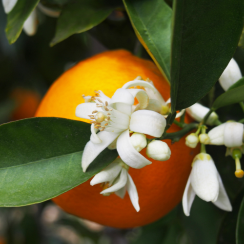 close up of orange tree with white flowers