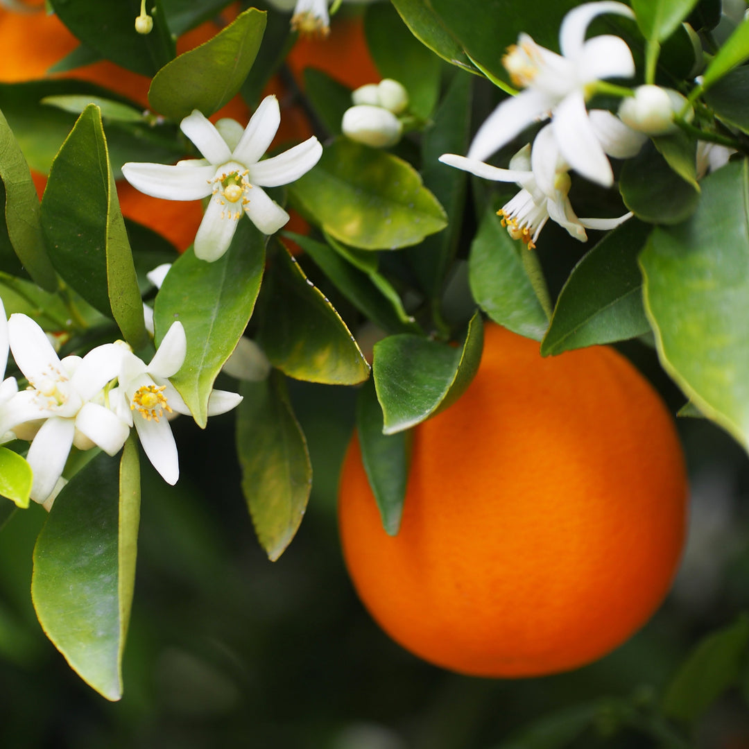 close up of orange tree with white flowers